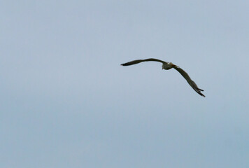 Oiseau en vol