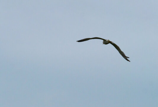 112 Best Oiseau En Vol Images Stock Photos Vectors Adobe Stock