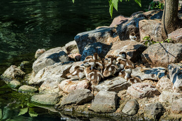 Ruddy Shelduck (Tadorna ferruginea) ducklings in park, Moscow, Russia