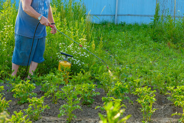 An elderly man in a hat sprays an insecticide on the tops of potatoes. The fight against the...
