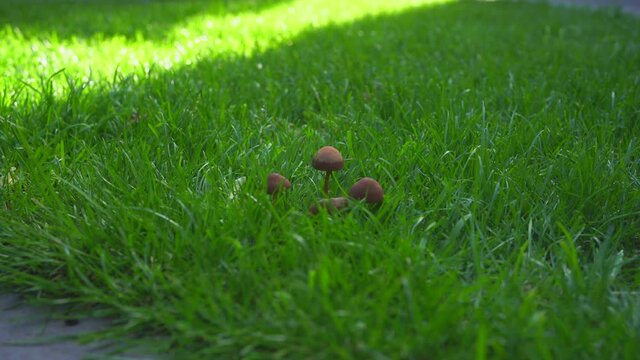 Mushrooms on green grass in the wind with last rays of sunlight