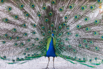 Obraz premium Beautiful blue peacock with its opened tail