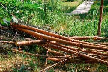 Tree branches, brushwood. The remains of branches of felled coniferous trees lie in the forest.