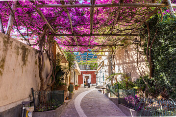Positano, Italy. May 27th, 2020. Narrow street with a wonderful bougainvillea-covered pergola in a picturesque street of Positano. - obrazy, fototapety, plakaty