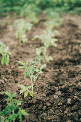 Woman gardening tomato sprouts into the soil on her backyard garden. Natural organic food