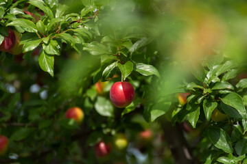 Ripe cherry plum on a branch. Red-yellow plum fruit. Orchard. The maturation of the fruit. Summer fruit on a soft blurry background. Red and green shades. Vitamins. Selective focus