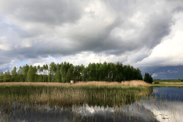 Forest on shore of Seliger Lake