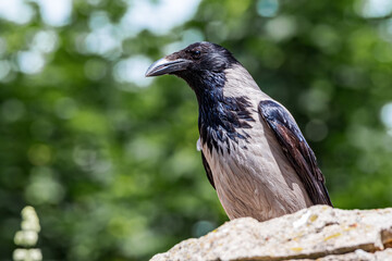 Hooded Crow (Corvus cornix) in park, Central Russia