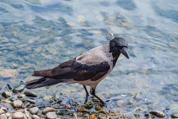Hooded Crow (Corvus cornix) in park, Central Russia