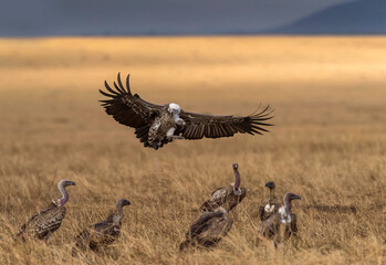 Flock of Vultures, Maasai Mara National Reserve, Kenya, Africa