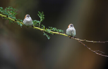 Two Speckled fronted Sparrows on branch, Sporopipes frontalis,  Kenya, Africa