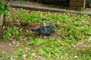 the pigeon walks in the park