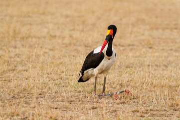 Saddle-billed Stork at Maasai Mara National Reserve, Ephippiorhynchus senegalensis, Kenya, Africa