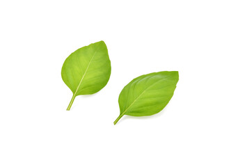 Fototapeta premium Fresh green basil leaves isolated on white background