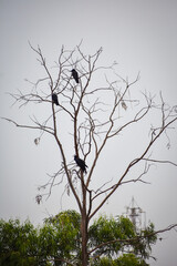 autumn tree in winter with birds