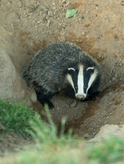 Fototapeta premium Portrait of a Badger cub (Scientific name: Meles Meles). Wild, European badger cub facing forward and about to enter the badger sett. Portrait, vertical. Space for copy.