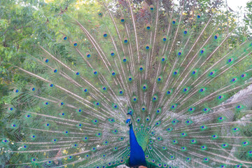 Obraz premium Beautiful blue peacock with its opened tail