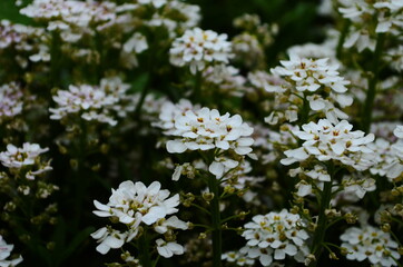 Optimistic background with small white flowers