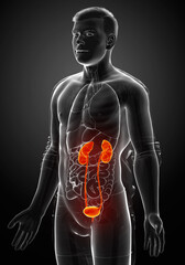 Plakat 3d rendered, medically accurate illustration of the highlighted kidneys and urinary system