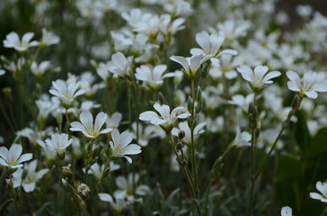 Optimistic background with small white flowers