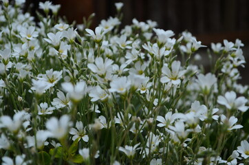 Fototapeta premium Optimistic background with small white flowers