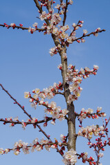 Apricot (Armeniaca vulgaris) in orchard in spring