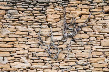 Mur de pierres sèches avec racines.