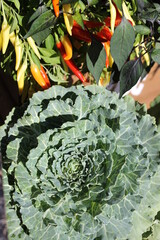 cabbage in the garden
