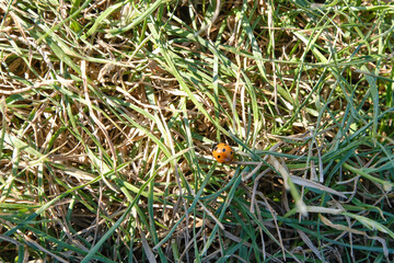 Beautiful nature background with a ladybug on grass and clover leaves outdoors in summer, close-up macro. Template for design