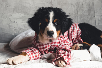 Cute Bernese Mountain Dog with red shirt on blanket