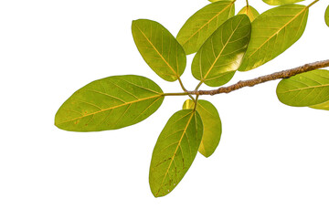 green leaves isolated on white