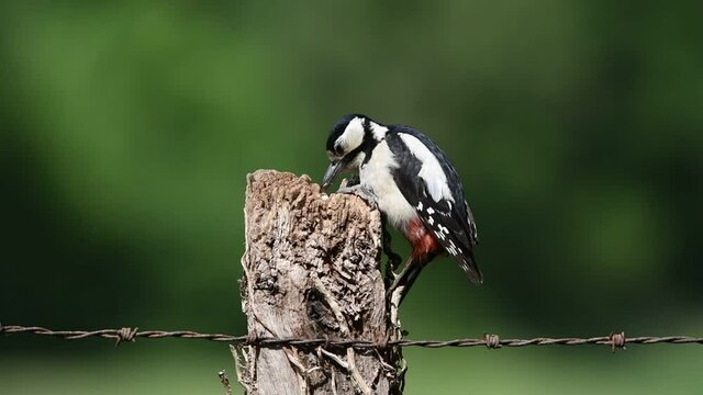 Great spotted woodpecker feeding on an old post