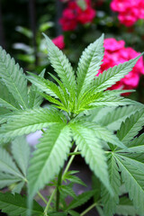 Naklejka na ściany i meble Plants of Cannabis Sativa