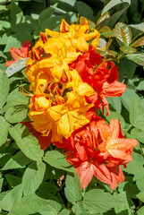 Mollis Azalea (Rhododendron x mollis) in park