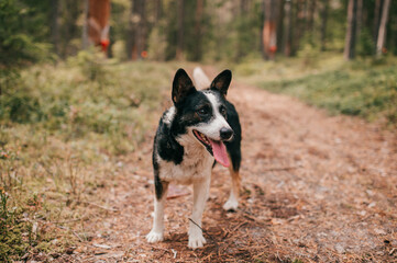 Pooch small black-and-white dog runs on a road