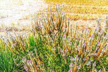 green grass and flowers