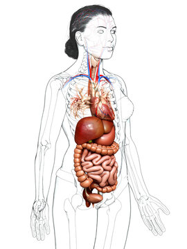 3d rendered medically accurate illustration of female Digestive System with heart