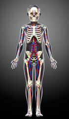 3d rendered medically accurate illustration of the boy circulatory and skeleton system