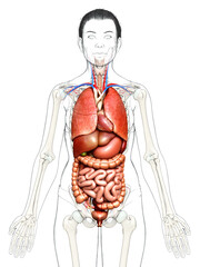 3d rendered medically accurate illustration of female Internal organs