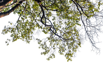 branch of a cherry tree