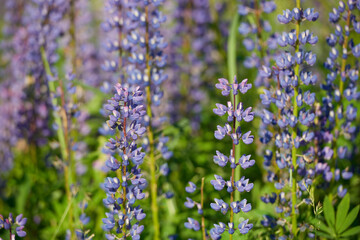 Wild flowers meadow with sky in the background