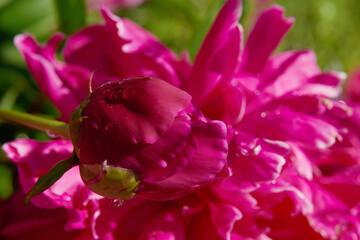 Back part of small Ant on pink petal of big pion pop