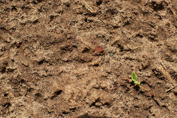 Textured fertile soil as background. Gardening season