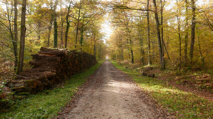 Naklejka premium Chemin en forêt
