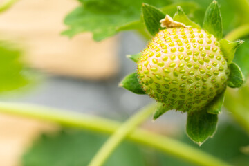 Fresh young strawberry growing in the garden