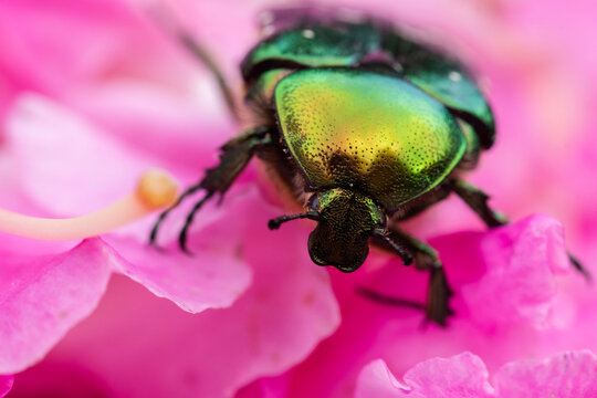 Colorful Rose beetle on a pink flower