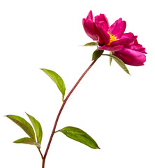 red peony flower isolated on white background