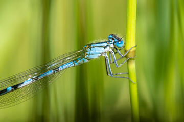 blue dragonfly on green leaf