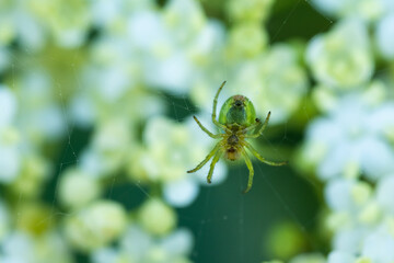 Green spider on a spider web