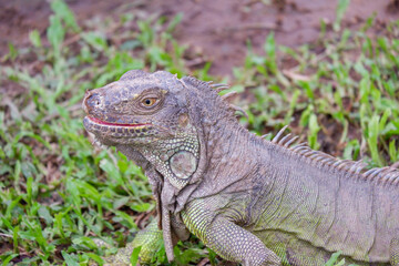 iguana is reptile animal and exotic pet